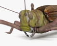 沙漠蝗蟲 3D模型