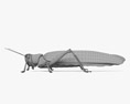 沙漠蝗蟲 3D模型