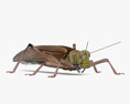 Desert Locust 3d model