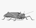 Locusta del deserto Modello 3D