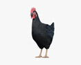 Black Chicken (Hen) 3d model