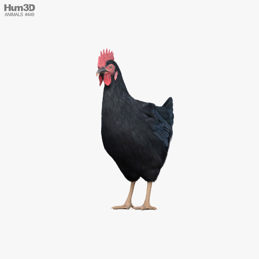 Black Chicken (Hen) 3D model