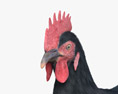 黑母鸡 3D模型