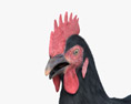 Черная курица 3D модель