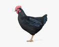 Черная курица 3D модель