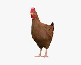 Brown Chicken (Hen) 3Dモデル