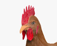 棕色母鸡 3D模型