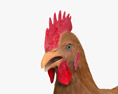Brown Chicken (Hen) 3d model