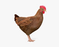Brown Chicken (Hen) 3Dモデル