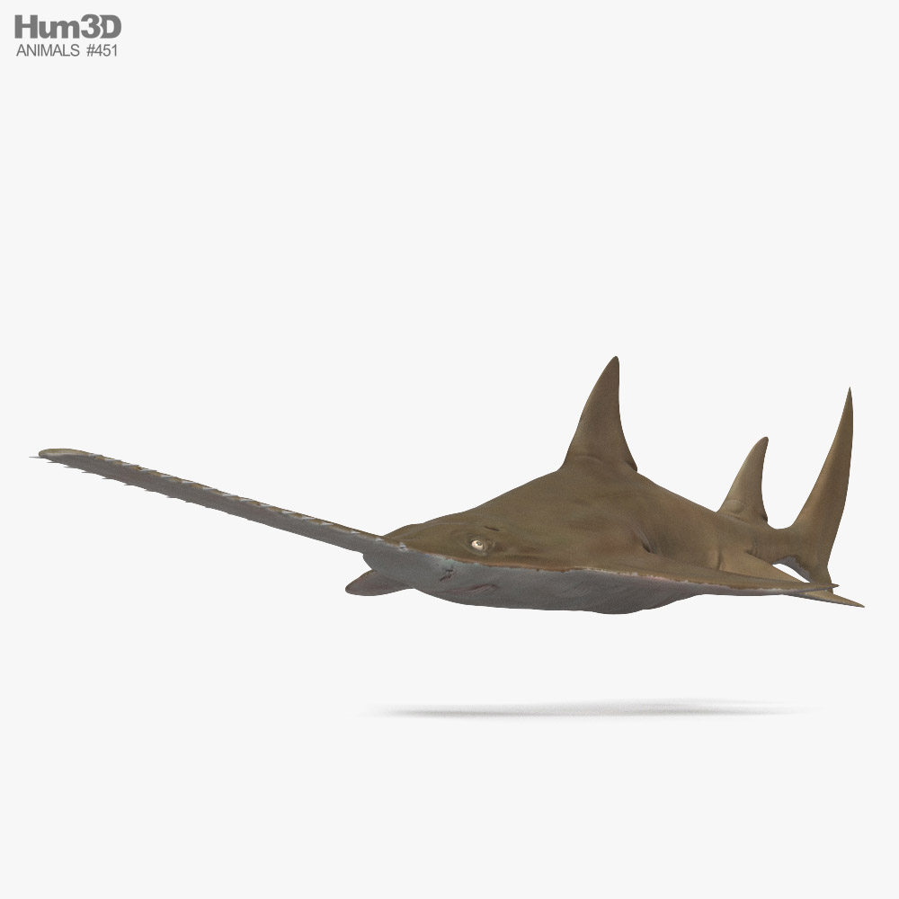 Sawfish 3D model