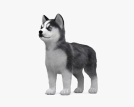 Siberian Husky Puppy 3D model