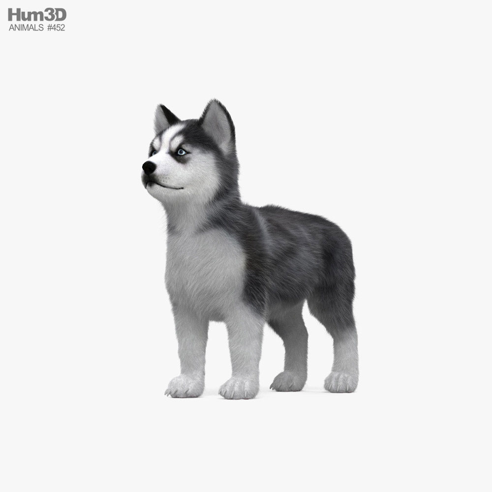Cucciolo di husky siberiano Modello 3D
