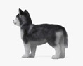 Siberian Husky Puppy 3d model