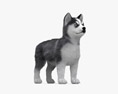 시베리안 허스키 강아지 3D 모델 