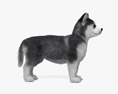 Siberian Husky Puppy 3d model