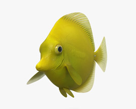 Yellow Tang 3D модель