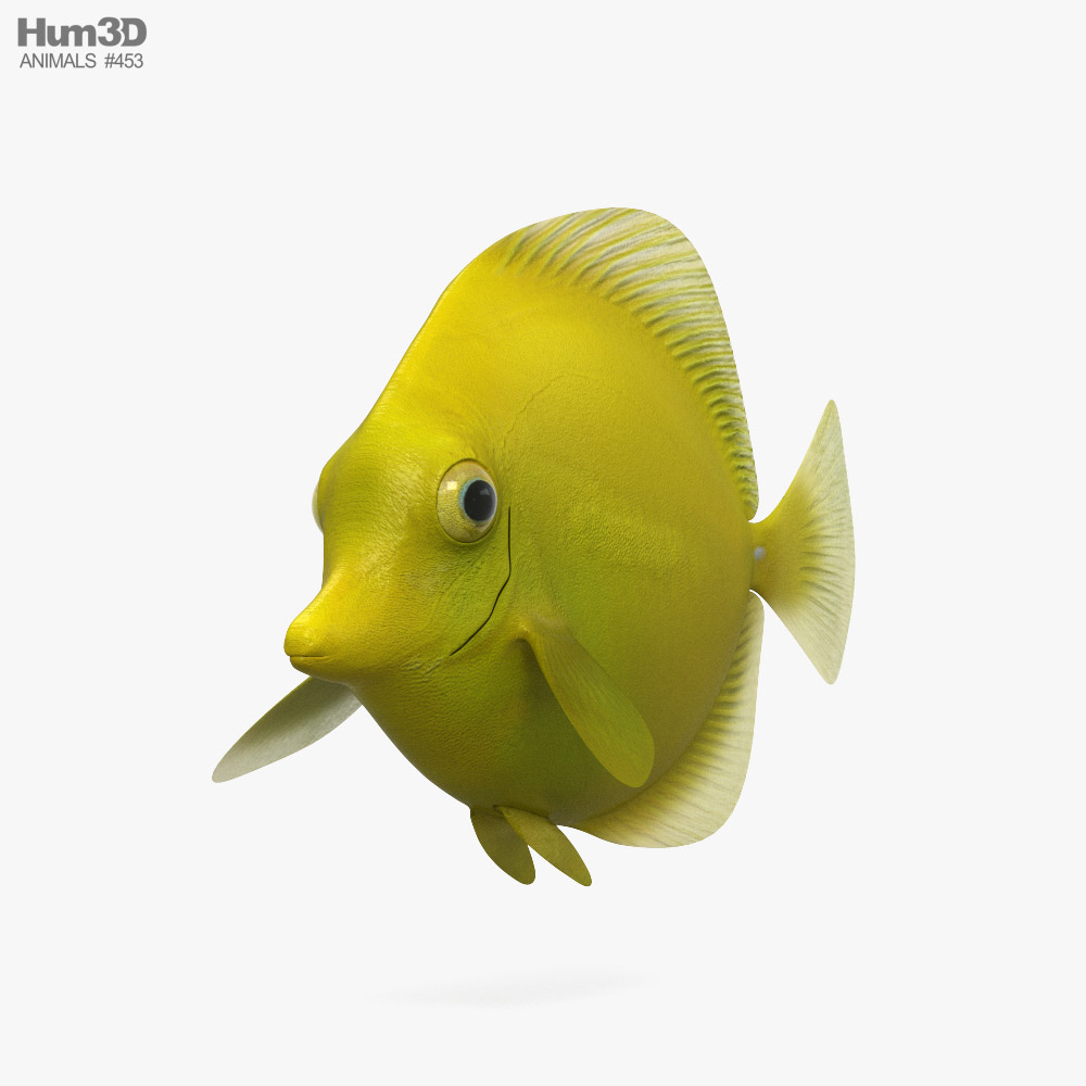 노랑양쥐돔 3D 모델 