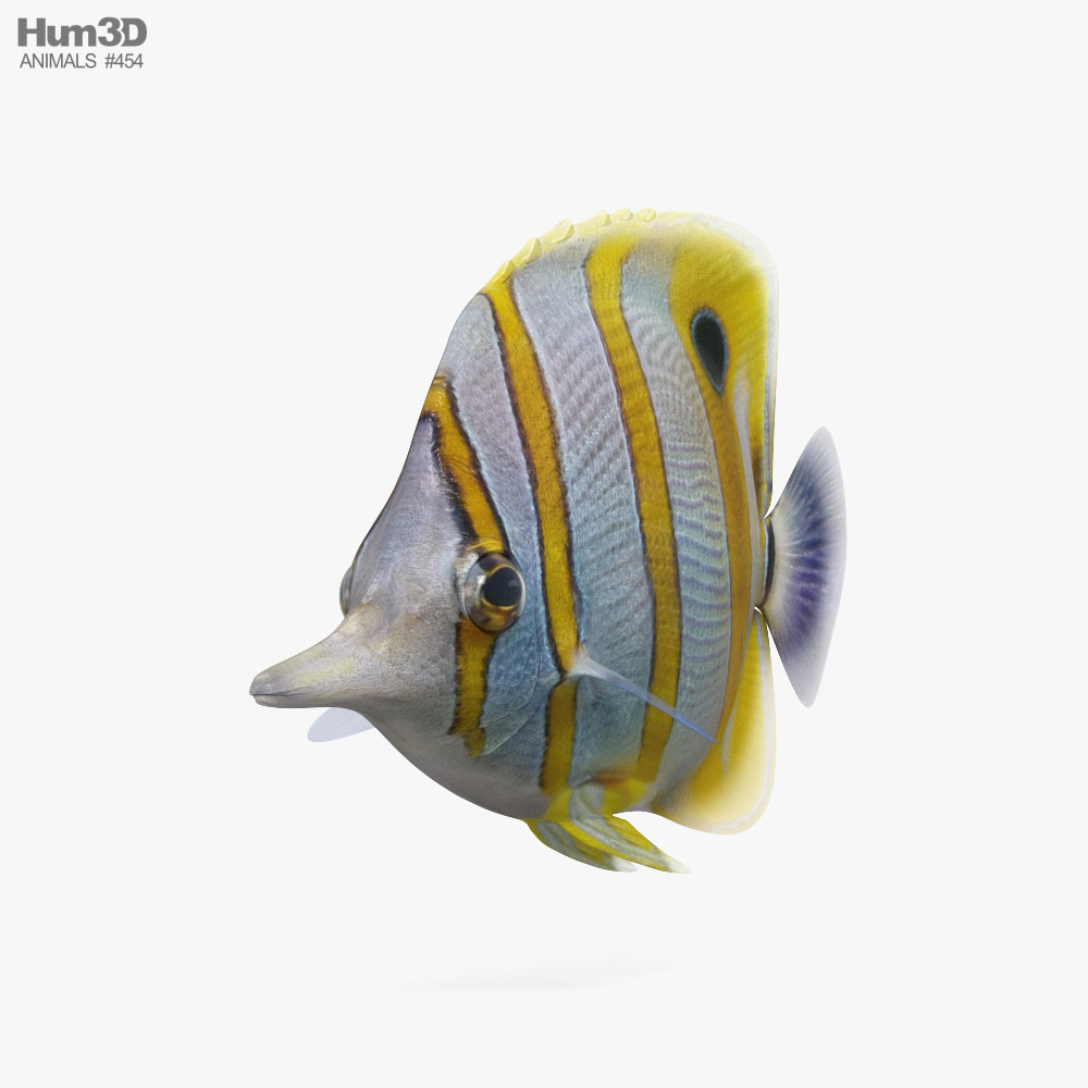 Butterflyfish 3D model