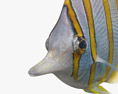 Pesce farfalla Modello 3D