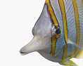 Pesce farfalla Modello 3D