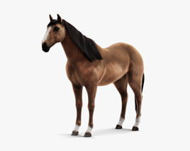 Thoroughbred riding horse 3D model