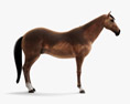Thoroughbred riding horse 3d model