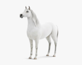 Cavallo arabo Modello 3D