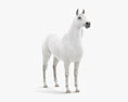 Арабський кінь 3D модель