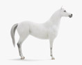 Арабський кінь 3D модель