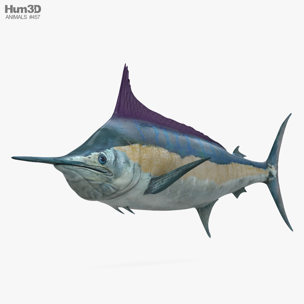 Marlin 3D model