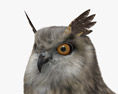 Eurasian Eagle-Owl 3d model