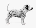 Dalmatian Puppy 3d model