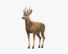 Roe Deer 3D model