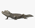 Crocodilo bebê Modelo 3d