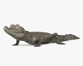 Baby Crocodile 3D model