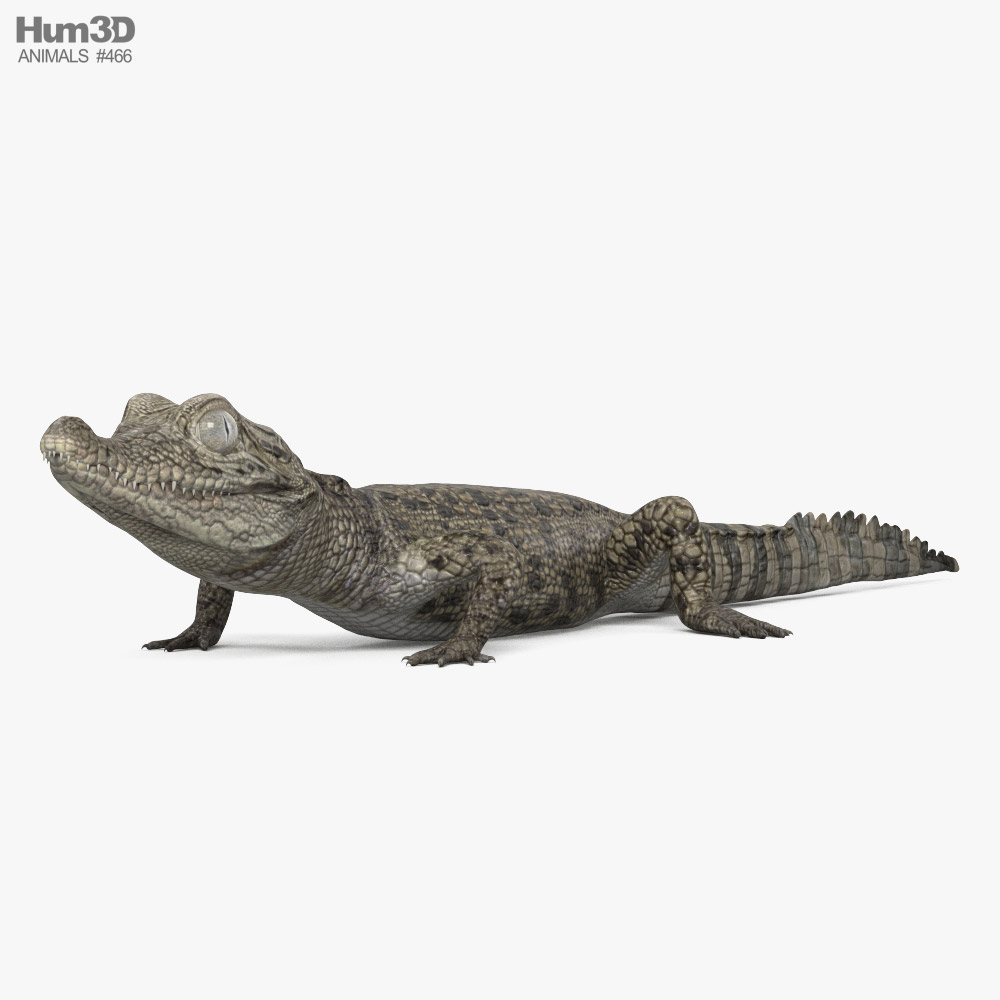 Дитинча крокодила 3D модель