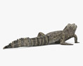 小鳄鱼 3D模型