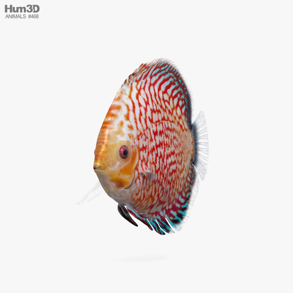 Peixe-disco Modelo 3d
