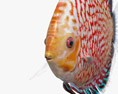 Discus Fish 3d model