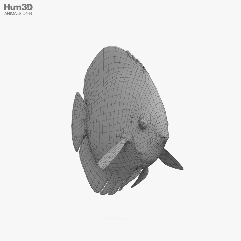 Discus Fish 3D model - Download Animals on 3DModels.org