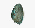 Discus Fish Blue 3Dモデル