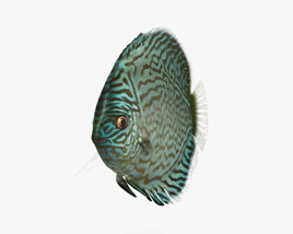 Discus Fish Blue 3D model