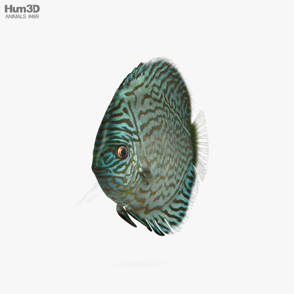 Discus Fish Blue Modello 3D