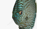 Discus Fish Blue 3d model