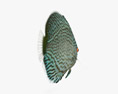 Discus Fish Blue 3D-Modell