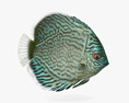 Discus Fish Blue 3D 모델 