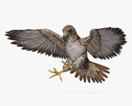 Red-tailed Hawk Attacking 3D model