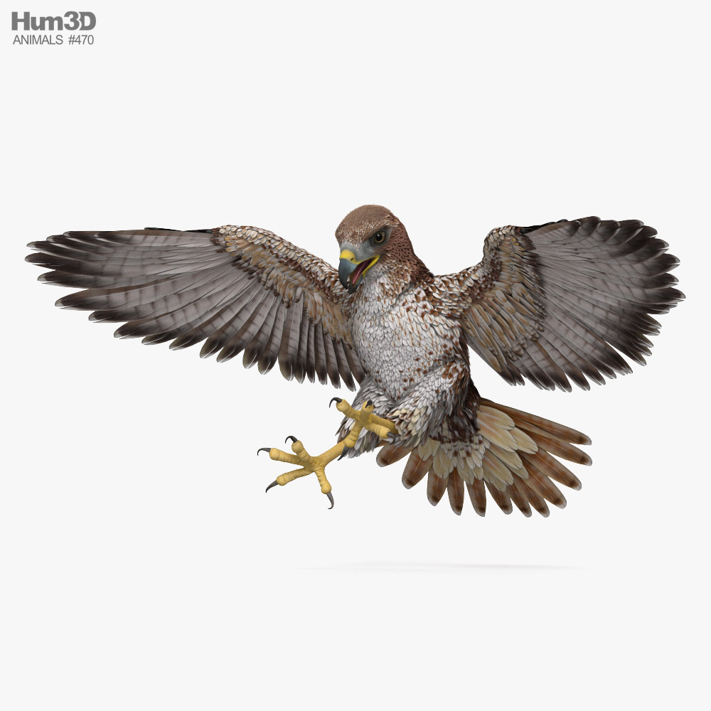 Red-tailed Hawk Attacking Modèle 3D