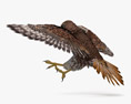 Red-tailed Hawk Attacking 3D 모델 
