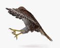 Red-tailed Hawk Attacking 3Dモデル